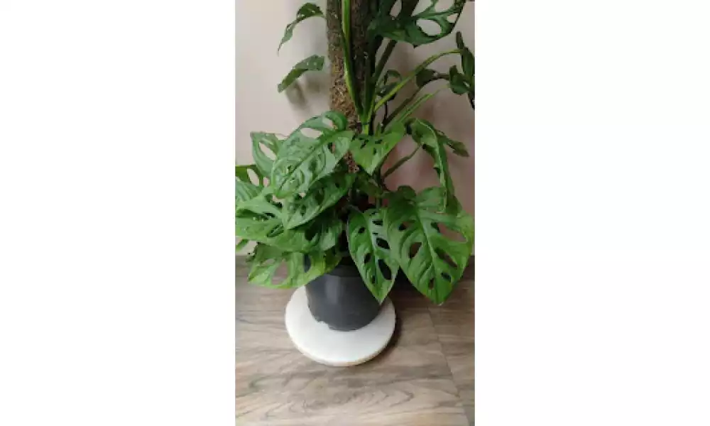 Broken heart plant